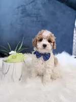 Kobe, a male Miniature Goldendoodle for sale in Olympia Fields, IL – Photo 4 of 4