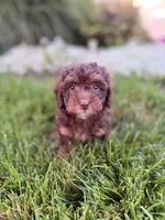 Teddy , a male Poodle - Toy  for sale in Oak Brook, IL – 2 of 3