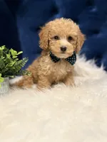Loki, a male Miniature Goldendoodle for sale in Oak Brook, IL – 2 of 5