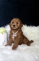 Rosie , a female Miniature Goldendoodle for sale in Homewood, IL – 3 of 3