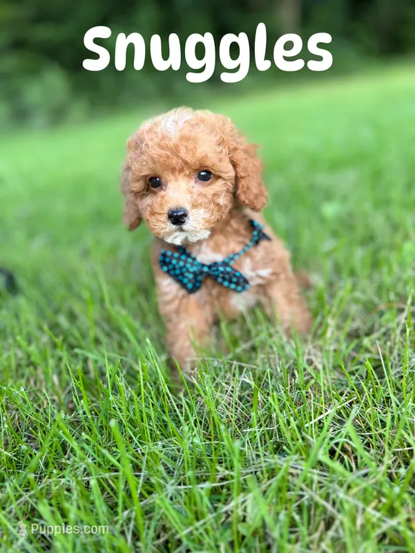 Snuggles (Micro)  – Miniature Goldendoodle puppy for sale in Homewood, IL