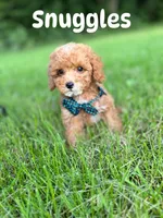 Snuggles (Micro) , a male Miniature Goldendoodle for sale in Homewood, IL – 1 of 1