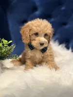Loki, a male Miniature Goldendoodle for sale in Oak Brook, IL – 3 of 5