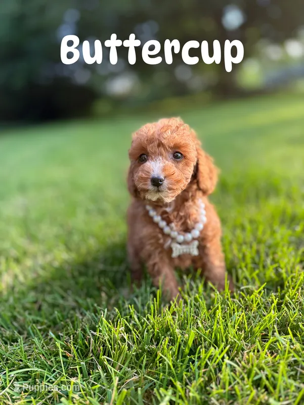 Buttercup (Micro)  – Miniature Goldendoodle puppy for sale in Homewood, IL