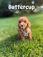 Buttercup (Micro) , a female Miniature Goldendoodle for sale in Homewood, IL – 1 of 1