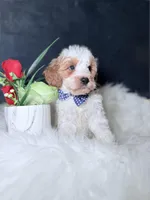 Ace, a male Miniature Goldendoodle for sale in Olympia Fields, IL – Photo 3 of 4