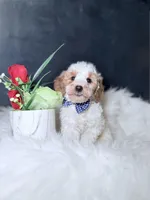 Ace, a male Miniature Goldendoodle for sale in Olympia Fields, IL – Photo 1 of 4