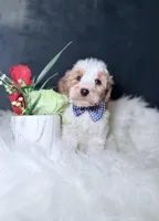 Ace, a male Miniature Goldendoodle for sale in Olympia Fields, IL – Photo 2 of 4