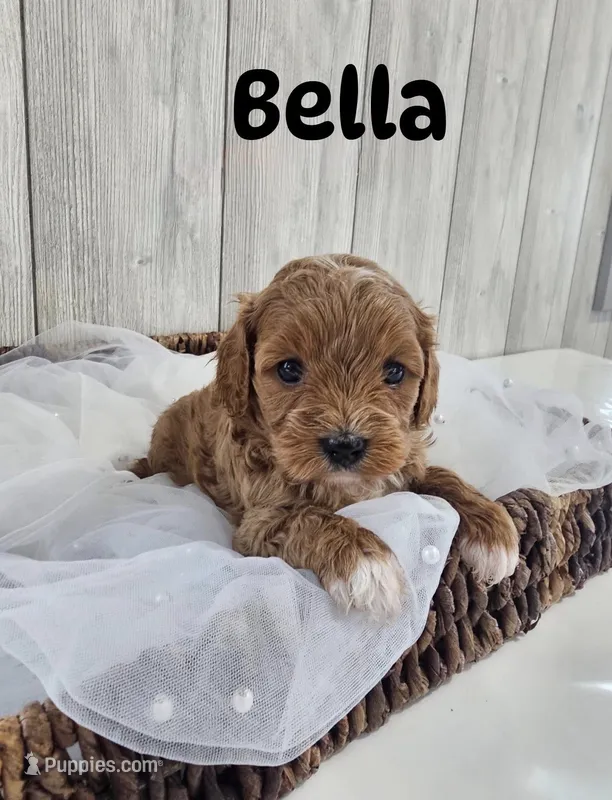 Bella – Cavapoo puppy for sale in Homewood, IL