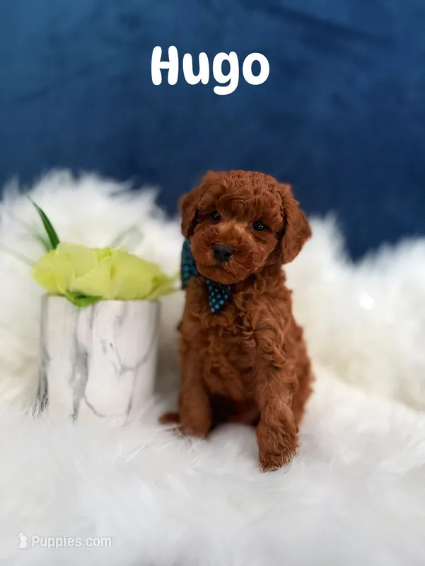 Hugo  – Poodle - Toy  puppy for sale in Homewood, IL