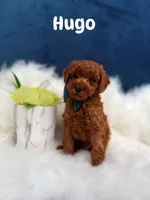 Hugo , a male Poodle - Toy  for sale in Homewood, IL – 1 of 1