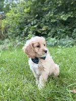 Benny , a male Cavapoo for sale in Oak Brook, IL – 3 of 3