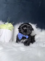Gucci, a male Shihpoo for sale in Homewood, IL – 3 of 5