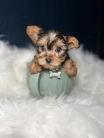 Missy , a female Yorkshire Terrier for sale in Skokie, IL – 3 of 5