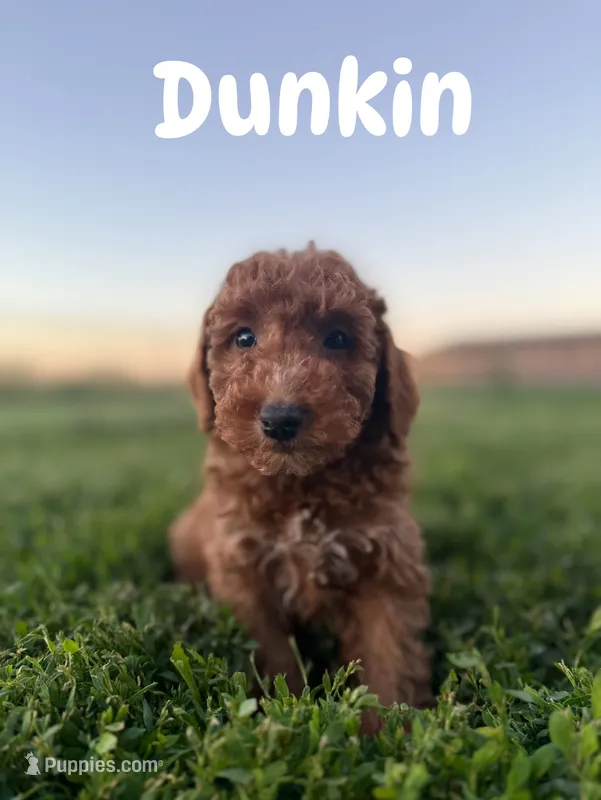 Dunkin  – Miniature Goldendoodle puppy for sale in Homewood, IL