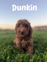 Dunkin , a male Miniature Goldendoodle for sale in Homewood, IL – 1 of 1