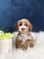 Bella , a female Cavapoo for sale in Olympia Fields, IL – Photo 2 of 4