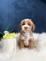 Bella , a female Cavapoo for sale in Olympia Fields, IL – Photo 3 of 4