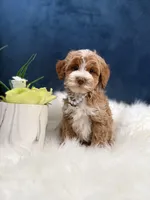 Bella , a female Cavapoo for sale in Olympia Fields, IL – Photo 4 of 4