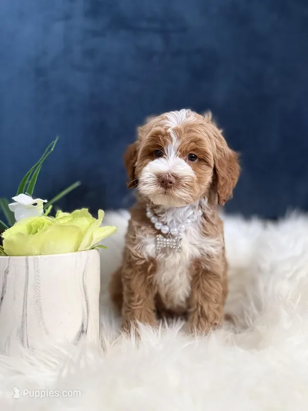 Bella  – Cavapoo puppy for sale in Olympia Fields, IL