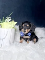 Jack , a male Miniature Dachshund for sale in Homewood, IL – Photo 2 of 3