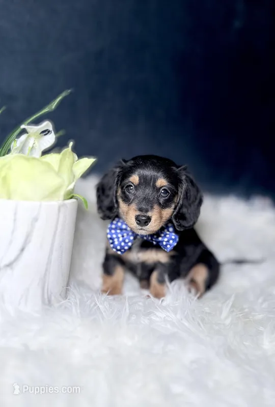 Jack  – Miniature Dachshund puppy for sale in Homewood, IL