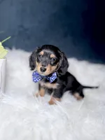 Jack , a male Miniature Dachshund for sale in Homewood, IL – Photo 3 of 3