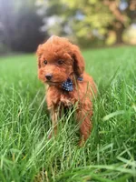 Lucas , a male Miniature Goldendoodle for sale in Oak Brook, IL – 2 of 2