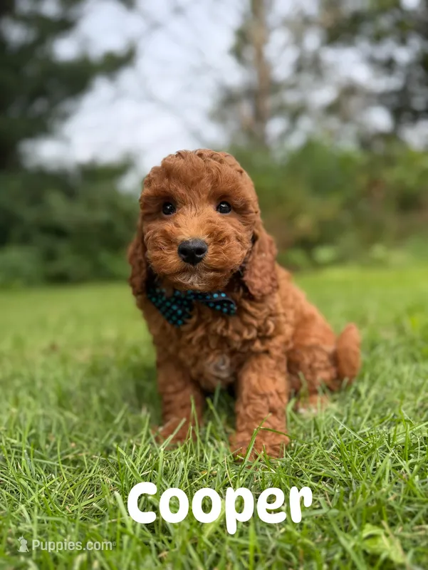 Cooper  – Miniature Goldendoodle puppy for sale in Oak Brook, IL