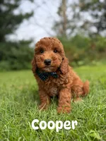 Cooper , a male Miniature Goldendoodle for sale in Oak Brook, IL – 1 of 1