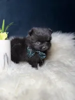 Button (TEACUP) , a male Pomeranian for sale in Homewood, IL – Photo 3 of 5