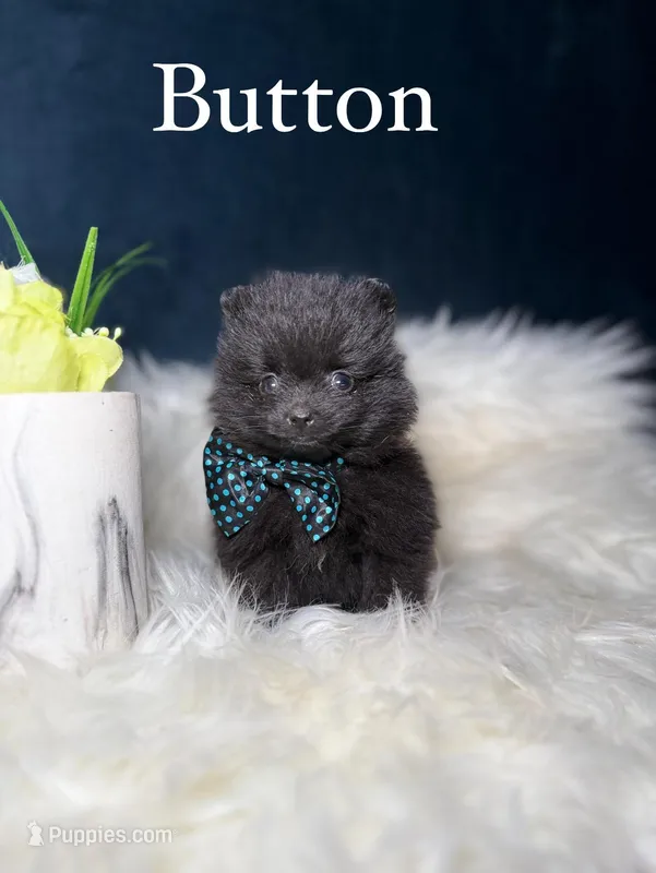 Button (TEACUP)  – Pomeranian puppy for sale in Homewood, IL