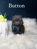 Button (TEACUP) , a male Pomeranian for sale in Homewood, IL – Photo 1 of 5