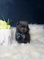 Button (TEACUP) , a male Pomeranian for sale in Homewood, IL – Photo 4 of 5