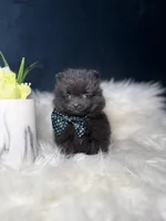 Button (TEACUP) , a male Pomeranian for sale in Homewood, IL – Photo 5 of 5