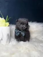 Button (TEACUP) , a male Pomeranian for sale in Homewood, IL – Photo 2 of 5