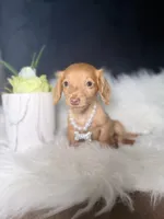 Sweetie , a female Miniature Dachshund for sale in Homewood, IL – 2 of 3