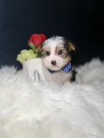 Benny , a male Yorkshire Terrier for sale in Olympia Fields, IL – Photo 2 of 4