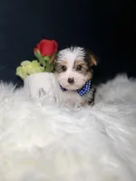 Benny , a male Yorkshire Terrier for sale in Olympia Fields, IL – Photo 3 of 4