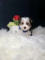 Benny , a male Yorkshire Terrier for sale in Olympia Fields, IL – Photo 4 of 4