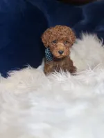 Tito , a male Poodle - Toy  for sale in Oak Brook, IL – 6 of 7