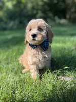 Blue , a male Miniature Goldendoodle for sale in Oak Brook, IL – 1 of 4