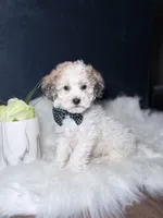 Boomer, a male Bichpoo for sale in Homewood, IL – 4 of 4