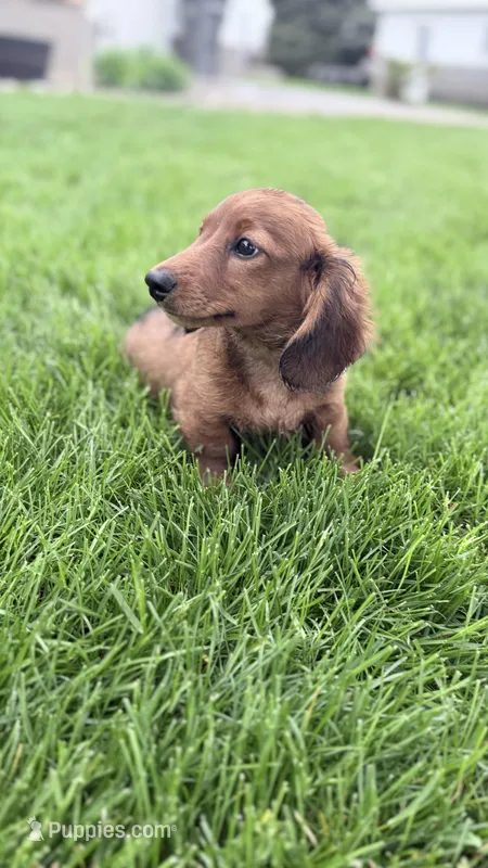 Whiley  – Miniature Dachshund puppy for sale in Homewood, IL
