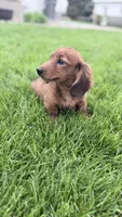 Whiley , a male Miniature Dachshund for sale in Homewood, IL – Photo 1 of 3
