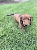 Whiley , a male Miniature Dachshund for sale in Homewood, IL – Photo 3 of 3