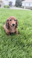 Whiley , a male Miniature Dachshund for sale in Homewood, IL – Photo 2 of 3
