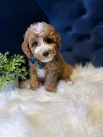 Teddy , a male Miniature Goldendoodle for sale in Oak Brook, IL – 2 of 3
