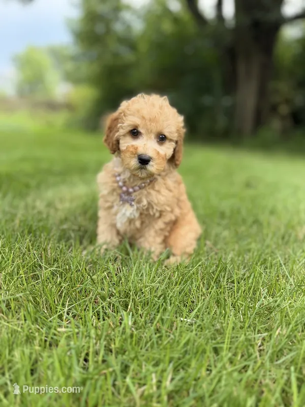 Bella  – Miniature Goldendoodle puppy for sale in Oak Brook, IL