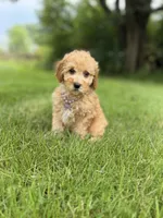 Bella , a female Miniature Goldendoodle for sale in Oak Brook, IL – 1 of 3
